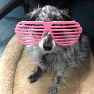 Meet your Posher, Bambi